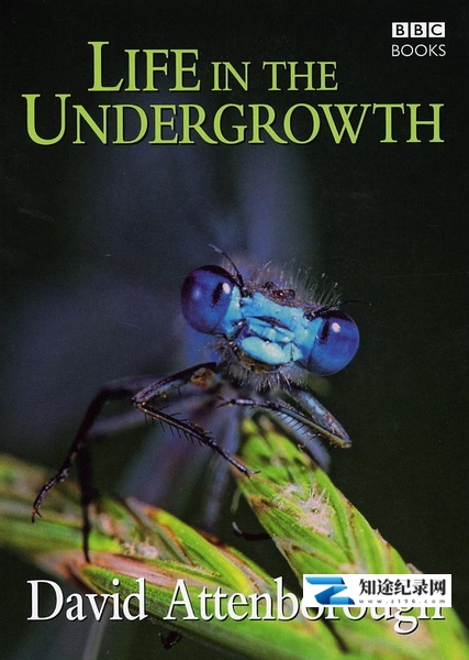 [BBC]灌丛下的生命 Life in the Undergrowth-知途纪录片网盘资源下载