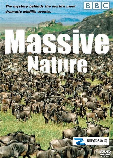 群体大自然 / Massive Nature