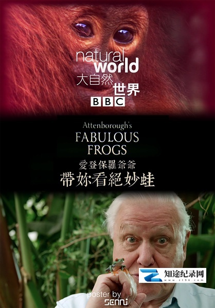 [BBC]大自然：爱登保罗爷爷带你看绝妙的蛙 Nature: Attenborough's Fabulous Frogs-知途纪录片网盘资源下载