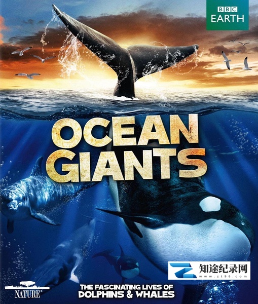 [BBC]海洋巨人 Ocean Giants-知途纪录片网盘资源下载