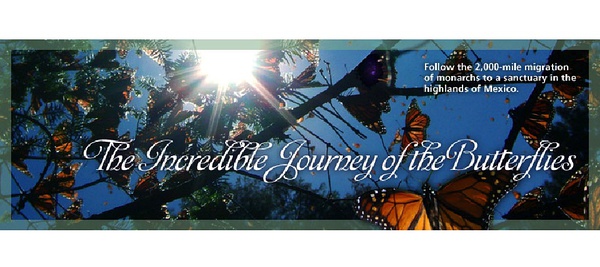 [PBS]蝴蝶的神奇之旅 The Incredible Journey of the Butterflies-知途纪录片网盘资源下载