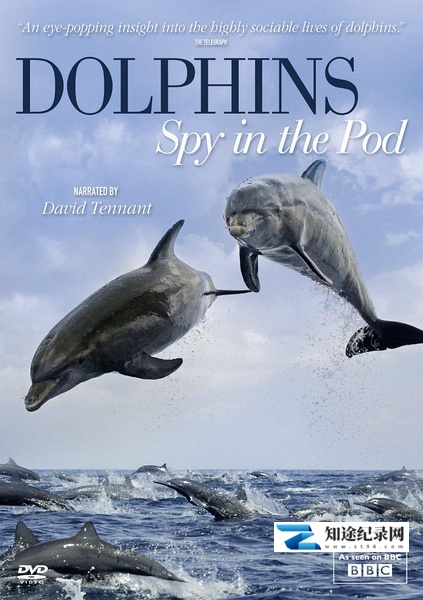 [BBC]卧底海豚帮 Dolphins - Spy in the Pod-知途纪录片网盘资源下载