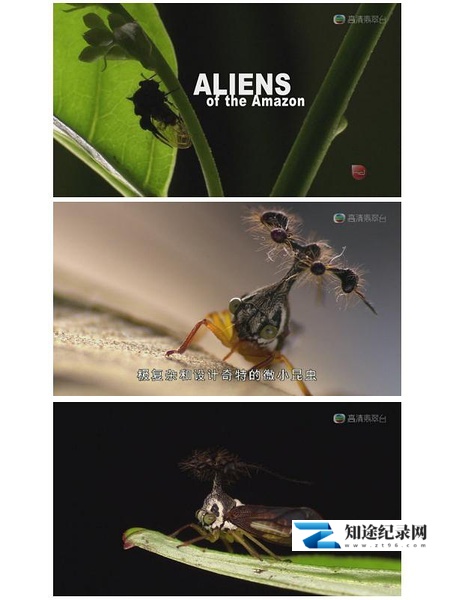 [Discovery]亚马逊异形 Aliens of the Amazon-知途纪录片网盘资源下载
