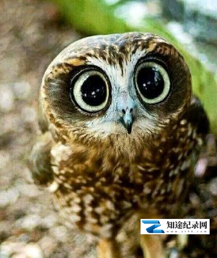 [BBC]超萌动物 Super Cute Animals-知途纪录片网盘资源下载