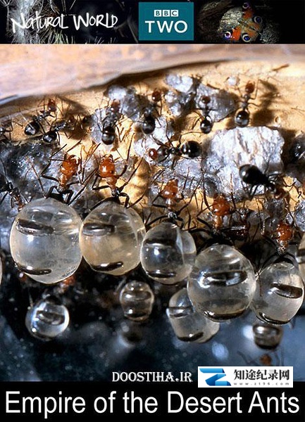 自然世界:蚂蚁帝国 / The Nature World: Empire of the Ants