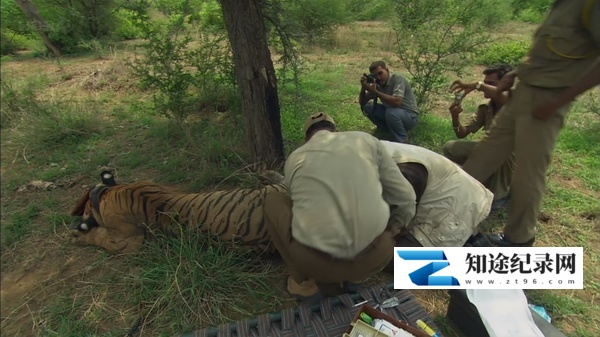 自然世界 2014年全集 / Natural World 2014nian collection