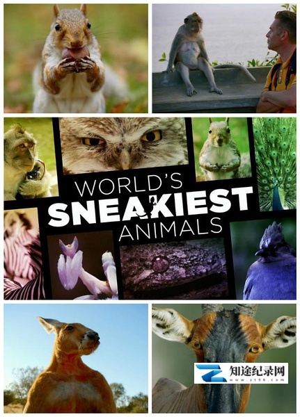 [BBC]世界上最狡猾的动物 World's Sneakiest Animals-知途纪录片网盘资源下载