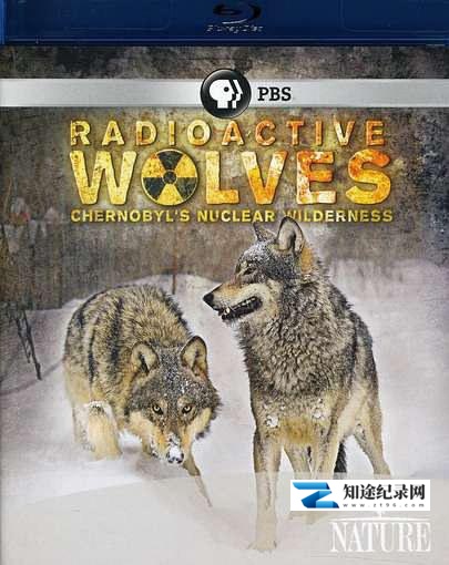 [PBS]受辐射的狼群 Radioactive Wolves-知途纪录片网盘资源下载