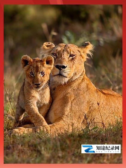 [BBC]动物超级父母 Animal Super Parents-知途纪录片网盘资源下载