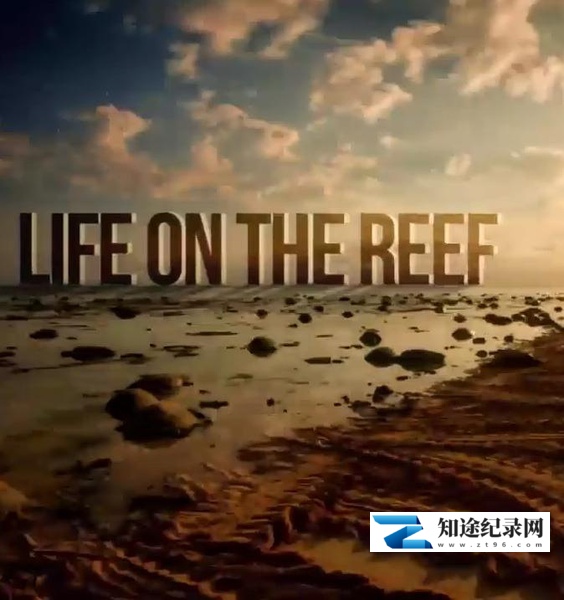 [国家地理]跃动大堡礁 第一季 Life on the Reef Season 1-知途纪录片网盘资源下载
