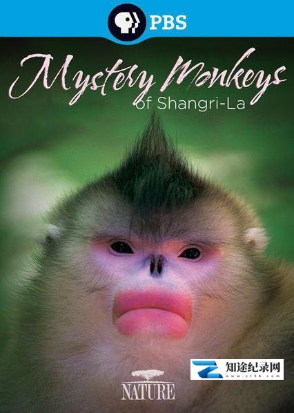 香格里拉神秘之猴 / Mystery Monkeys of Shangri-La