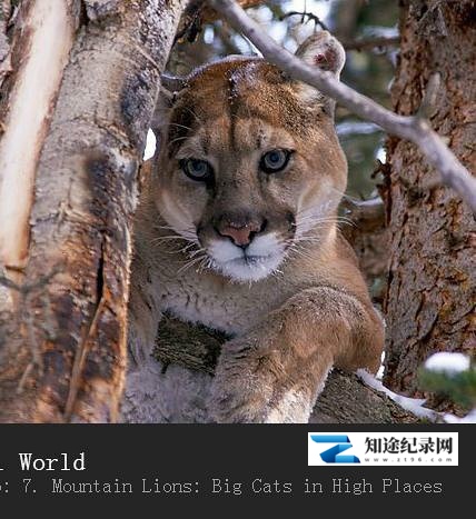 [BBC]山狮：高地的大猫 Mountain Lions: Big Cats in High Places-知途纪录片网盘资源下载