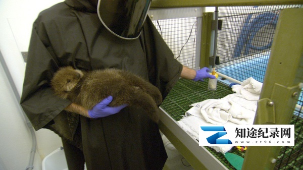 [PBS]拯救小海獭 Saving Otters-知途纪录片网盘资源下载