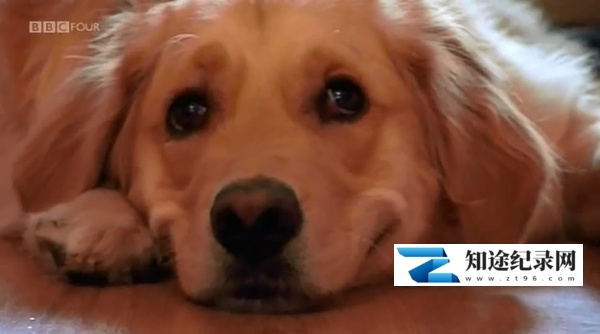 [BBC]认识狗狗 Woof! A Horizon Guide to Dogs-知途纪录片网盘资源下载
