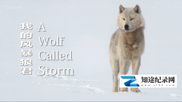 [BBC]自然世界：狼之风暴 The Natural World: A Wolf Called Storm-知途纪录片网盘资源下载