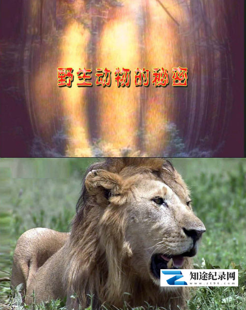 [CCTV]野生动物的秘密 三季全 Wild Secrets Season 1-3-知途纪录片网盘资源下载