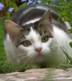 [BBC]萌宠也疯狂 萌宠也疯狂-知途纪录片网盘资源下载