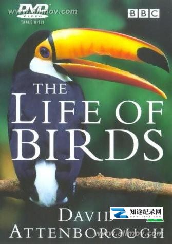[BBC]野鸟世界 The Life of Birds / 飞禽传奇-知途纪录片网盘资源下载