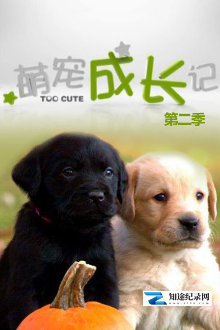 [Discovery]萌宠成长记 全2季 Too Cute! Season 2-知途纪录片网盘资源下载