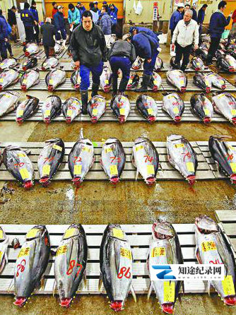 筑地世界最大的鱼市 / 不可思议之手