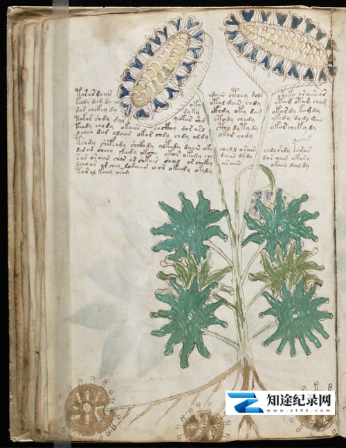 [History Channel]伏尼契密码—世界上最神秘的手稿 伏尼契密码-知途纪录片网盘资源下载