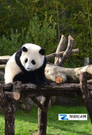 [NHK]熊猫日本首次公开  不为人知的大作战-知途纪录片网盘资源下载