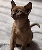 [CCTV]水上屋 水上屋-知途纪录片网盘资源下载