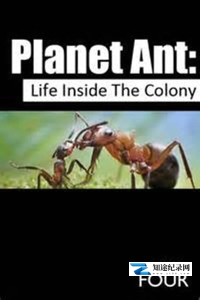 [BBC]蚂蚁星球 Planet Ant: Life Inside the Colony-知途纪录片网盘资源下载