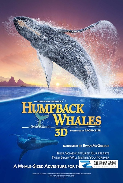 [Discovery]座头鲸 Humpback Whales-知途纪录片网盘资源下载