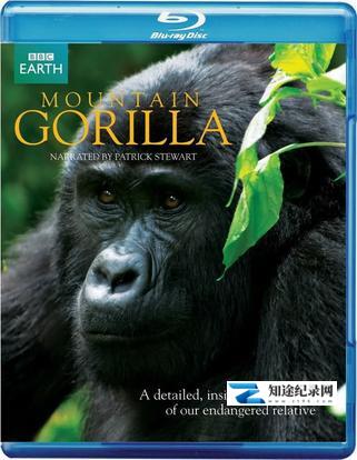 [BBC]山地大猩猩 Mountain Gorilla-知途纪录片网盘资源下载