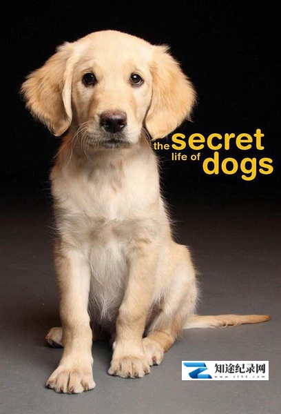 [BBC]狗的秘密生活 Secret Life of Dogs-知途纪录片网盘资源下载