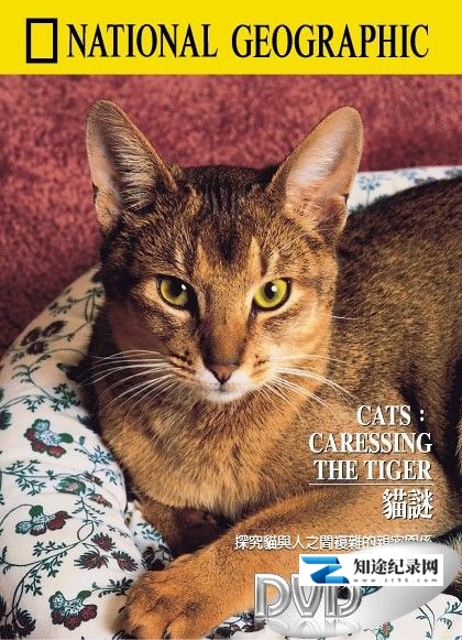 [国家地理]猫谜 National Geographic 100 Years-知途纪录片网盘资源下载