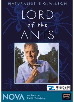 蚂蚁专家 / Lord of the Ants