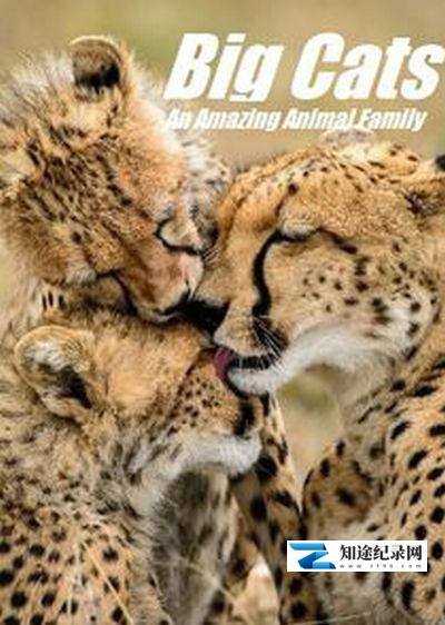 猫科动物:奇妙的动物家族 / Big Cats: An Amazing Animal Family
