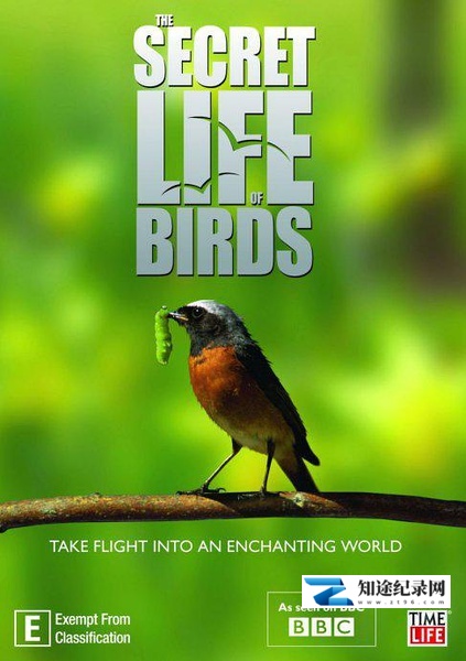 [BBC]鸟类秘闻 第一季 Secret Life of Birds Season 1-知途纪录片网盘资源下载