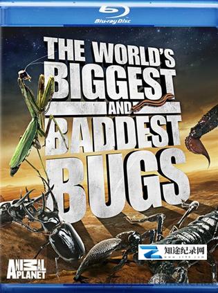 [Discovery]虫霸天下 World's Biggest and Baddest Bugs-知途纪录片网盘资源下载