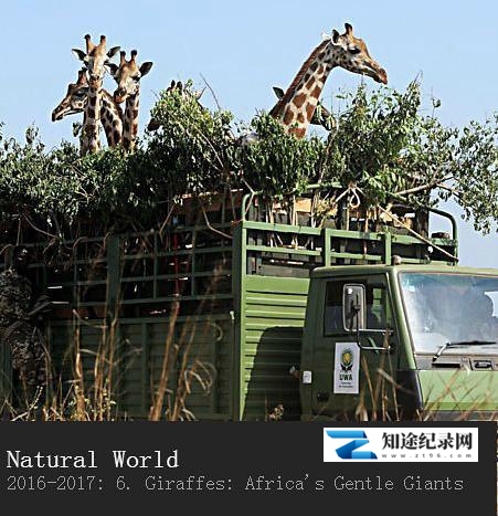 长颈鹿:非洲的温柔巨人 / Natural World - Giraffes: Africa's Gentle Giants