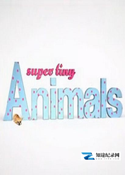 [BBC]微型萌宠大本营 Super Tiny Animals-知途纪录片网盘资源下载