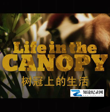 树冠上的生活 / Life in the canopy