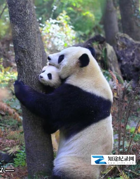 熊猫回归山林 野放全记录 / パンダ 山へ帰る~密着記録 野生化プロジェクト~