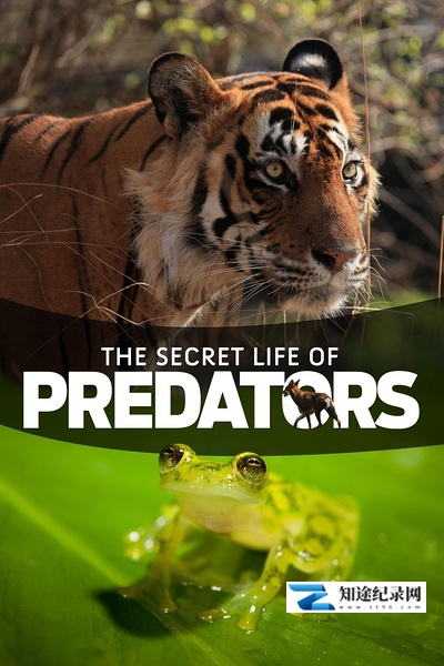 [国家地理]掠食动物生存战 secret life of predetors-知途纪录片网盘资源下载