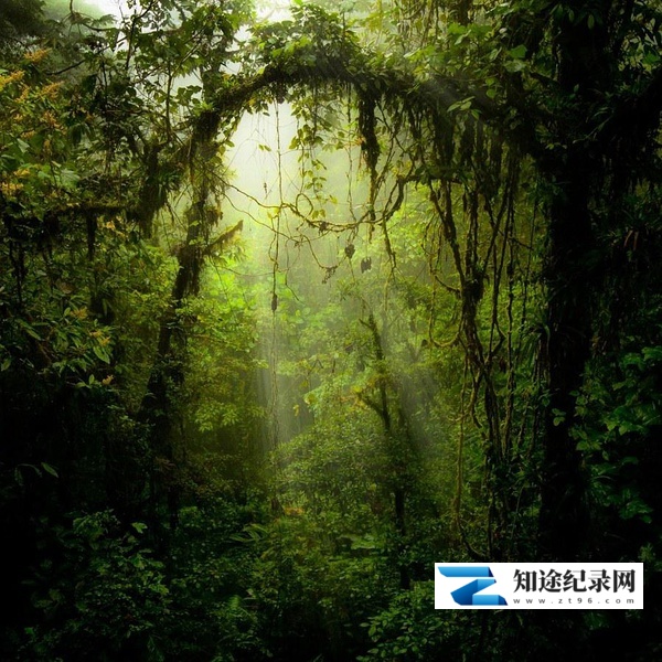 [IMAX]丛林秘药 The Jungle Prescription-知途纪录片网盘资源下载