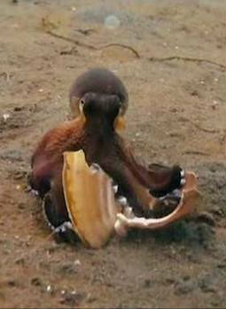 深海奇珍 / The Sea’s Strangest Square Mile