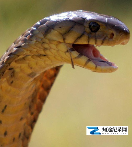 [国家地理]眼镜蛇黑手党 Cobra Mafia-知途纪录片网盘资源下载