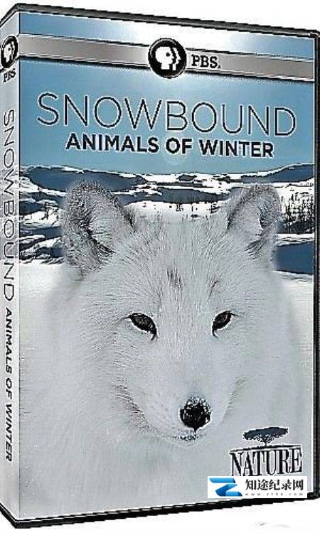 [PBS]冰雪大地：冬季生灵 Nature Snowbound Animals of Winter-知途纪录片网盘资源下载