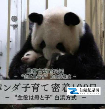 熊猫育幼百天记 / “主角是母子”的白浜模