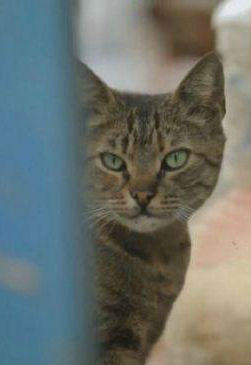 [其他]土耳其七喵记 KEDI-知途纪录片网盘资源下载