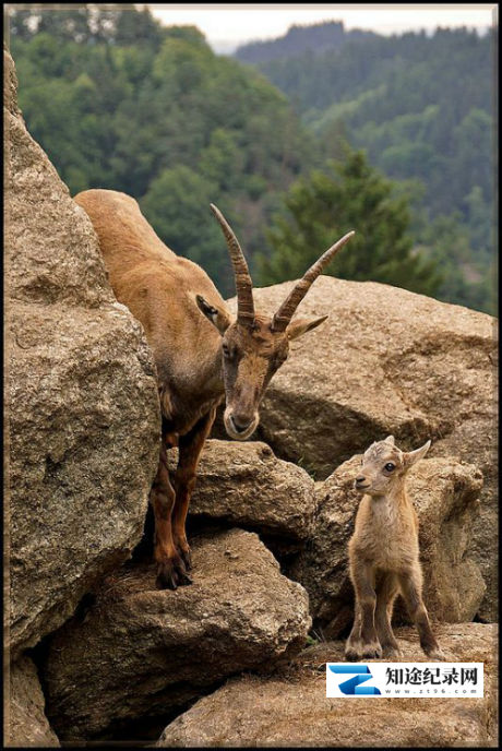 巴伐利亚奇幻国度 / Wild Bavaria's Alpine Kingdom