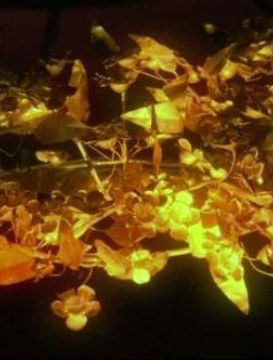 [BBC]负罪的愉悦 奢侈品的历史/Guilty Pleasures-知途纪录片网盘资源下载