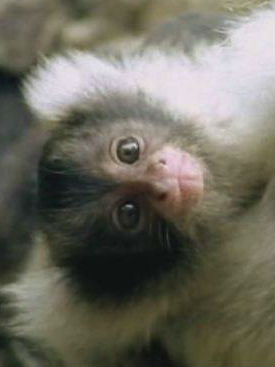 [BBC]非自然史记 第一季 Unnatural Histories Season 1-知途纪录片网盘资源下载